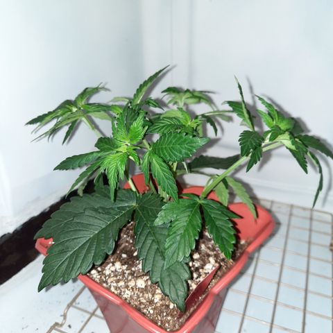 "Red" Irvine Level 2 Tester #1 growlog timeline photo