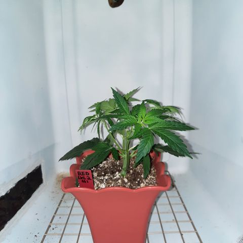 "Red" Irvine Level 2 Tester #1 growlog timeline photo