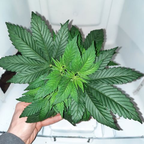 "Red" Irvine Level 2 Tester #2 growlog timeline photo