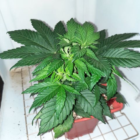 "Red" Irvine Level 2 Tester #2 growlog timeline photo