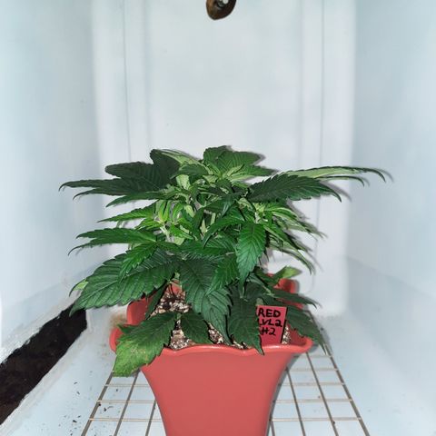 "Red" Irvine Level 2 Tester #2 growlog timeline photo