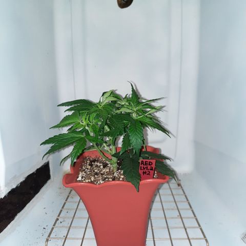 "Red" Irvine Level 2 Tester #2 growlog timeline photo