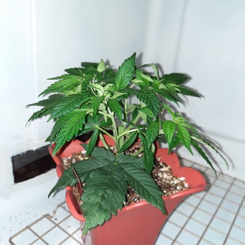 "Red" Irvine Level 2 Tester #2 growlog timeline photo