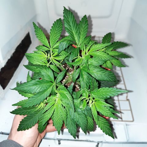 "Red" Irvine Level 2 Tester #2 growlog timeline photo
