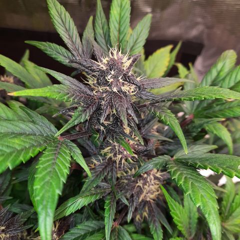 Purple Kush 1:1 auto growlog timeline photo
