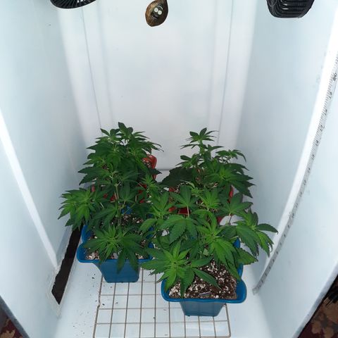"Red" Irvine Level 2 Tester #2 growlog timeline photo