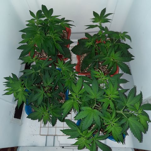 "Red" Irvine Level 2 Tester #2 growlog timeline photo