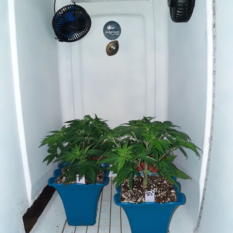 "Red" Irvine Level 2 Tester #2 growlog timeline photo