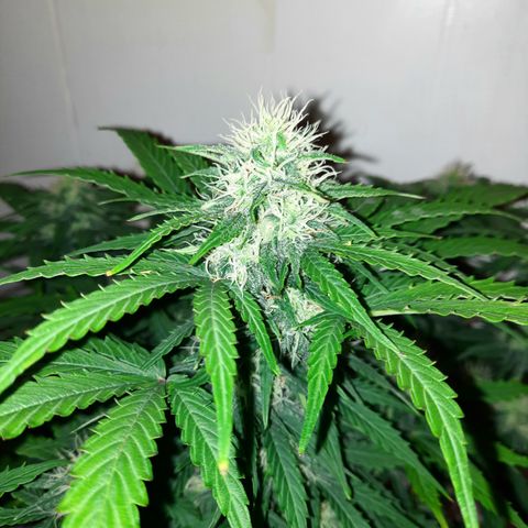 E-M Test #114 growlog timeline photo