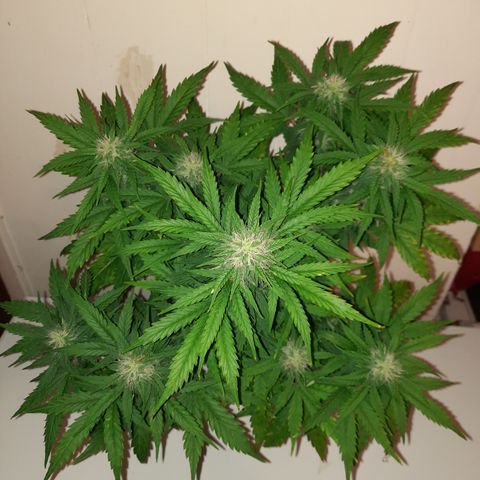 E-M Test #114 growlog timeline photo