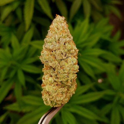 Mango for President growlog timeline photo