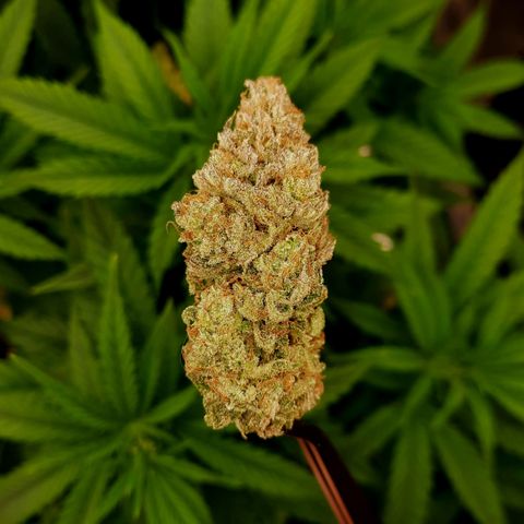 Mango for President growlog timeline photo