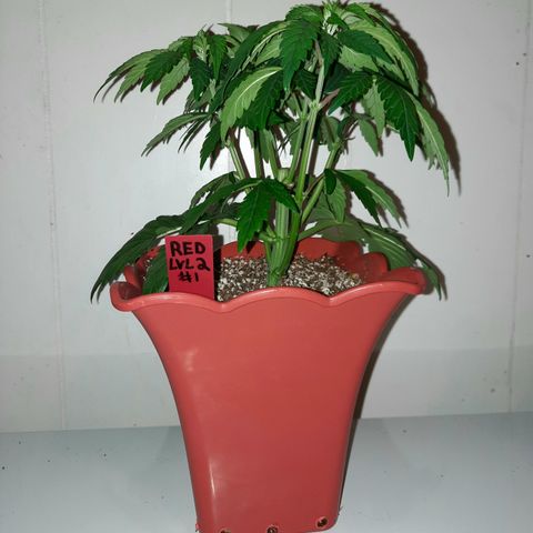 "Red" Irvine Level 2 Tester #1 growlog timeline photo