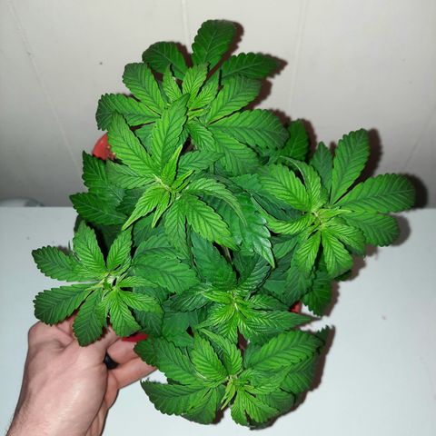 "Red" Irvine Level 2 Tester #1 growlog timeline photo