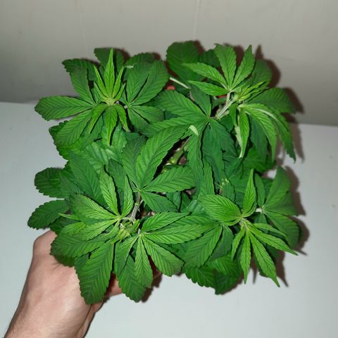 "Red" Irvine Level 2 Tester #2 growlog timeline photo