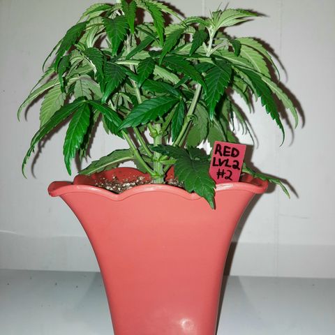 "Red" Irvine Level 2 Tester #2 growlog timeline photo