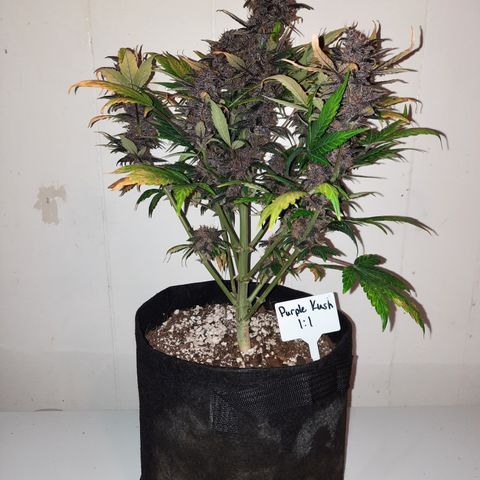 Purple Kush 1:1 auto growlog timeline photo