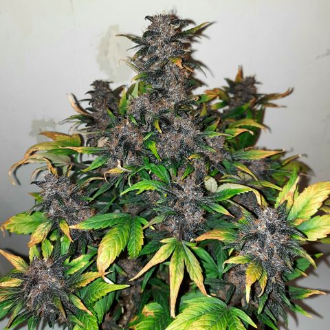 Purple Kush 1:1 auto growlog timeline photo