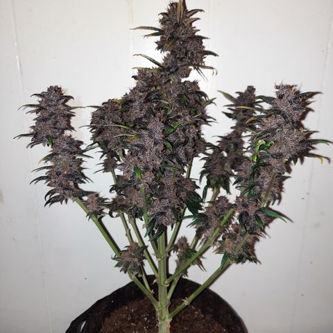 Purple Kush 1:1 auto growlog timeline photo