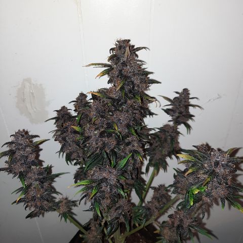 Purple Kush 1:1 auto growlog timeline photo