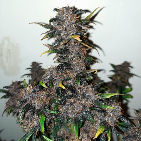 Purple Kush 1:1 auto growlog timeline photo