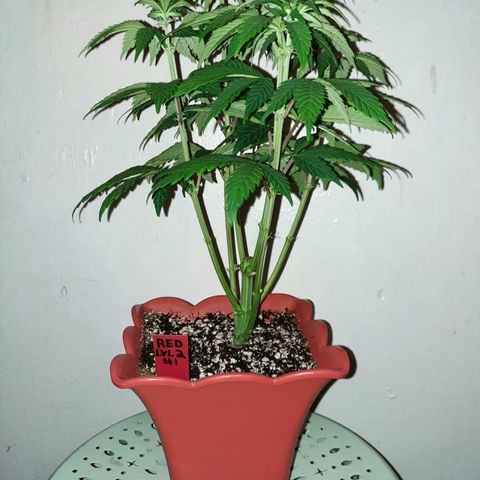 "Red" Irvine Level 2 Tester #1 growlog timeline photo