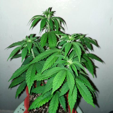 "Red" Irvine Level 2 Tester #1 growlog timeline photo