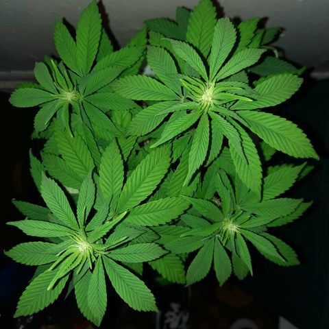"Red" Irvine Level 2 Tester #2 growlog timeline photo