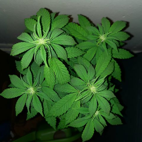 "Red" Irvine Level 2 Tester #1 growlog timeline photo