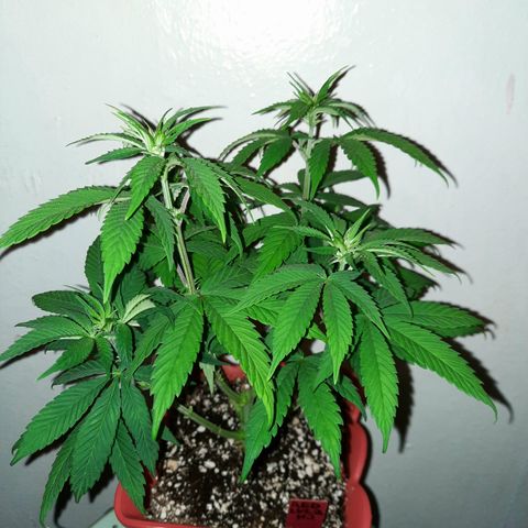"Red" Irvine Level 2 Tester #2 growlog timeline photo