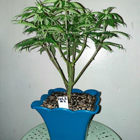 Irvine Level 1 Tester #2 growlog timeline photo