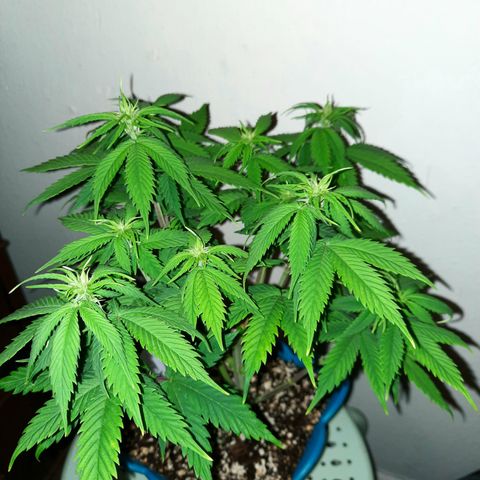 Irvine Level 1 Tester #2 growlog timeline photo