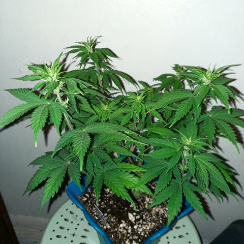 Irvine Level 1 Tester #3 growlog timeline photo