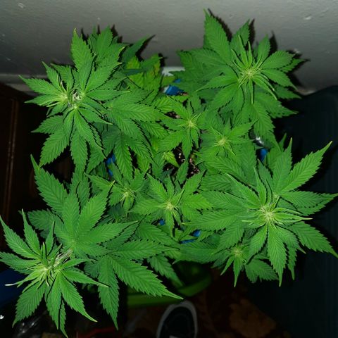 Irvine Level 1 Tester #3 growlog timeline photo
