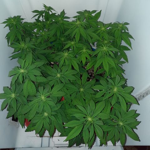 "Red" Irvine Level 2 Tester #2 growlog timeline photo