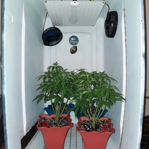 "Red" Irvine Level 2 Tester #2 growlog timeline photo