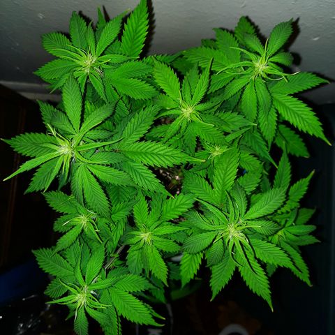 Irvine Level 1 Tester #2 growlog timeline photo