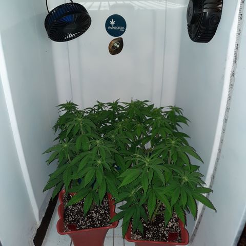 "Red" Irvine Level 2 Tester #2 growlog timeline photo