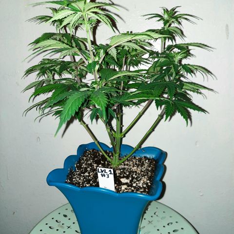Irvine Level 1 Tester #3 growlog timeline photo
