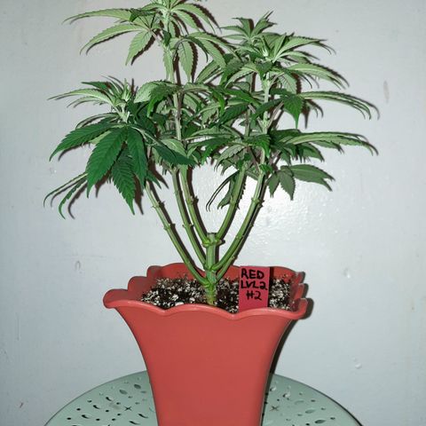 "Red" Irvine Level 2 Tester #2 growlog timeline photo