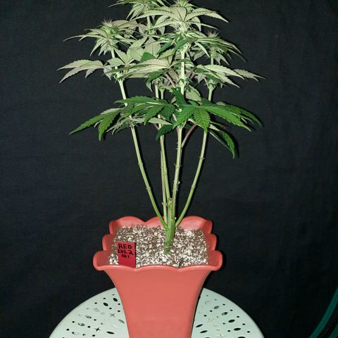 "Red" Irvine Level 2 Tester #1 growlog timeline photo