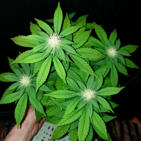"Red" Irvine Level 2 Tester #1 growlog timeline photo