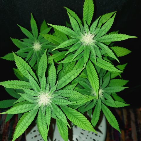"Red" Irvine Level 2 Tester #2 growlog timeline photo