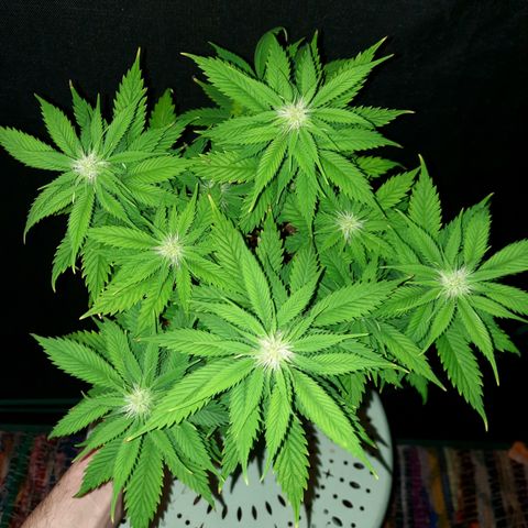 Irvine Level 1 Tester #2 growlog timeline photo
