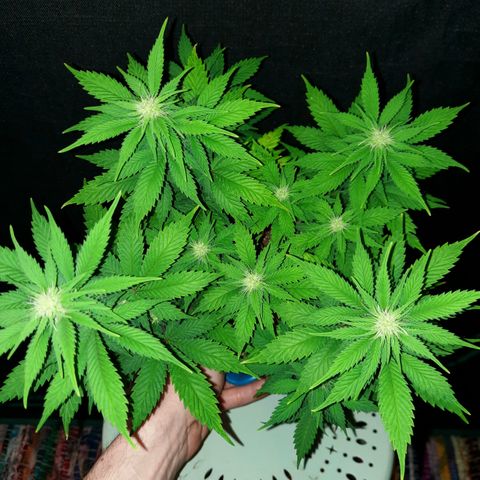 Irvine Level 1 Tester #3 growlog timeline photo