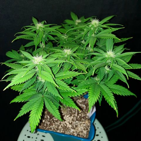 Irvine Level 1 Tester #2 growlog timeline photo
