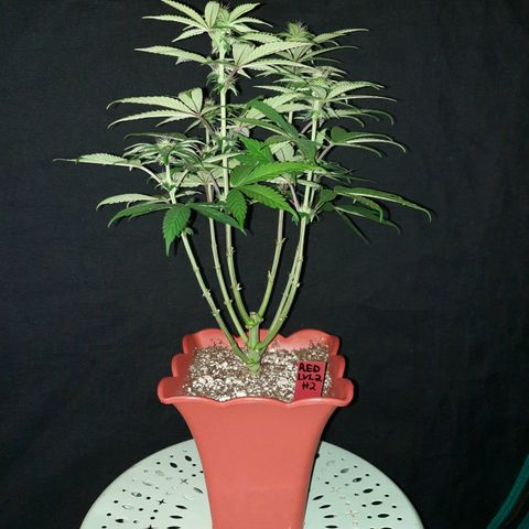 "Red" Irvine Level 2 Tester #2 growlog timeline photo