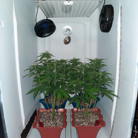"Red" Irvine Level 2 Tester #2 growlog timeline photo