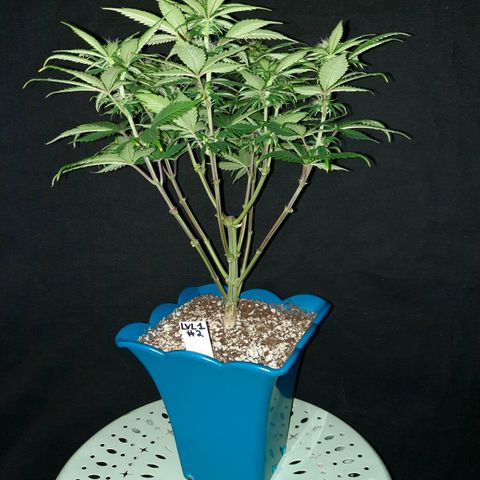 Irvine Level 1 Tester #2 growlog timeline photo