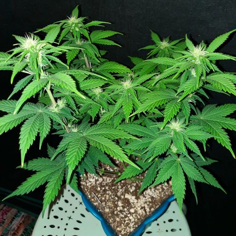 Irvine Level 1 Tester #3 growlog timeline photo